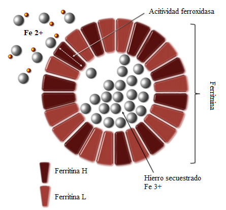 Gráfico

Descripción generada automáticamente